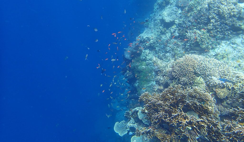 Snorkeling e immersioni a Bali