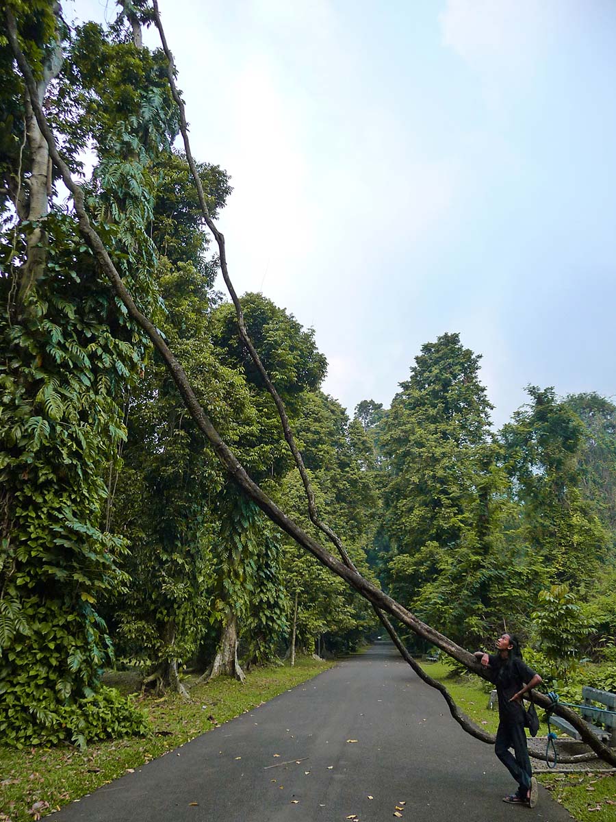 I giardini botanici di Bogor, le radici volanti.
