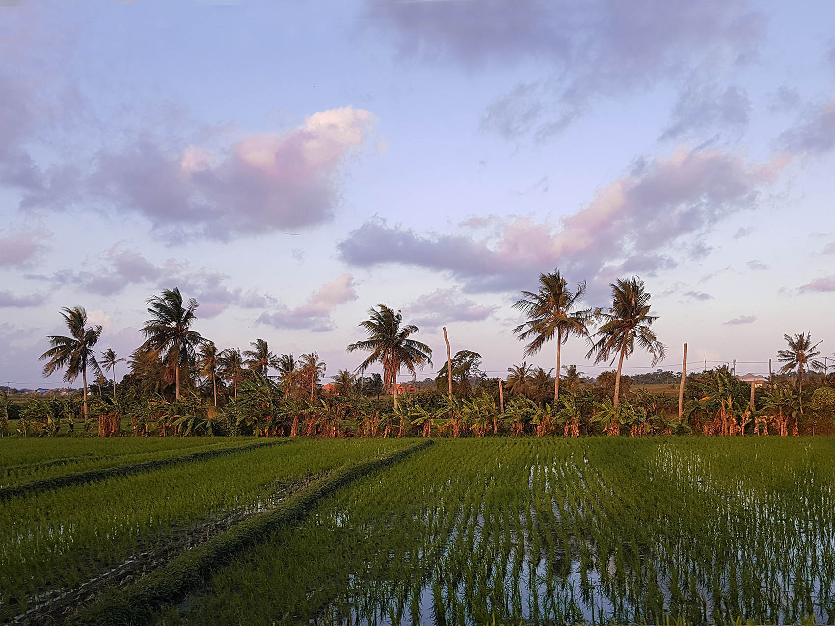 Una risaia di canggu con palme all'orizzonte.